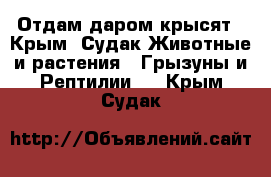 Отдам даром крысят - Крым, Судак Животные и растения » Грызуны и Рептилии   . Крым,Судак